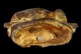 Cretaceous Swordfish (Protosphyraena) Vertebra - Kansas #136487-1